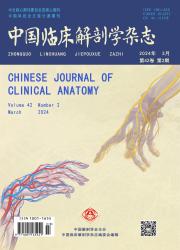 《中国临床解剖学杂志》