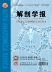 解剖学报