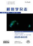 解剖学杂志